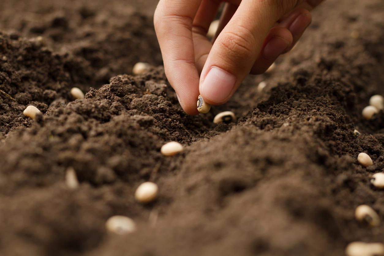 Hand planting seeds in dirt