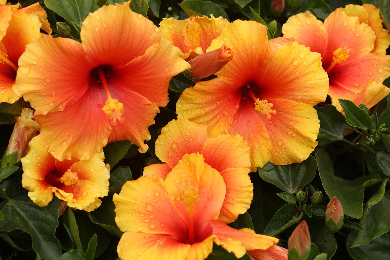 Chinese Hibiscus / Hibiscus Rosa-sinensis