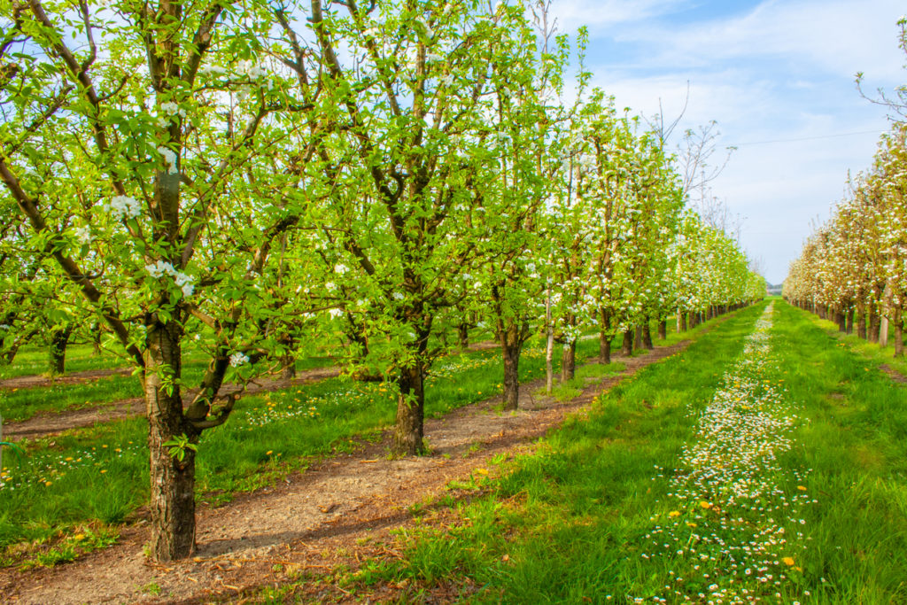 A pear orchard with pollinator strips