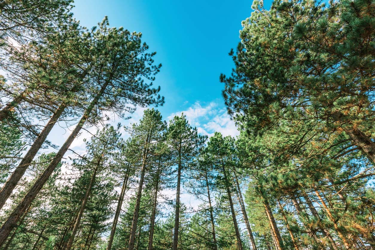 low angle view of pine tree tops