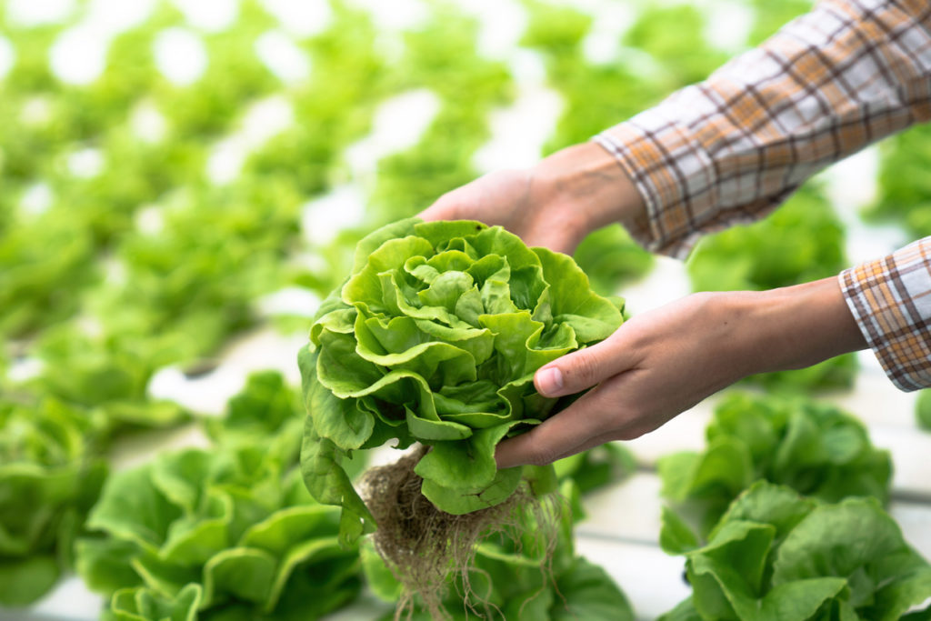 Hands harvesting hydroponic lettuce