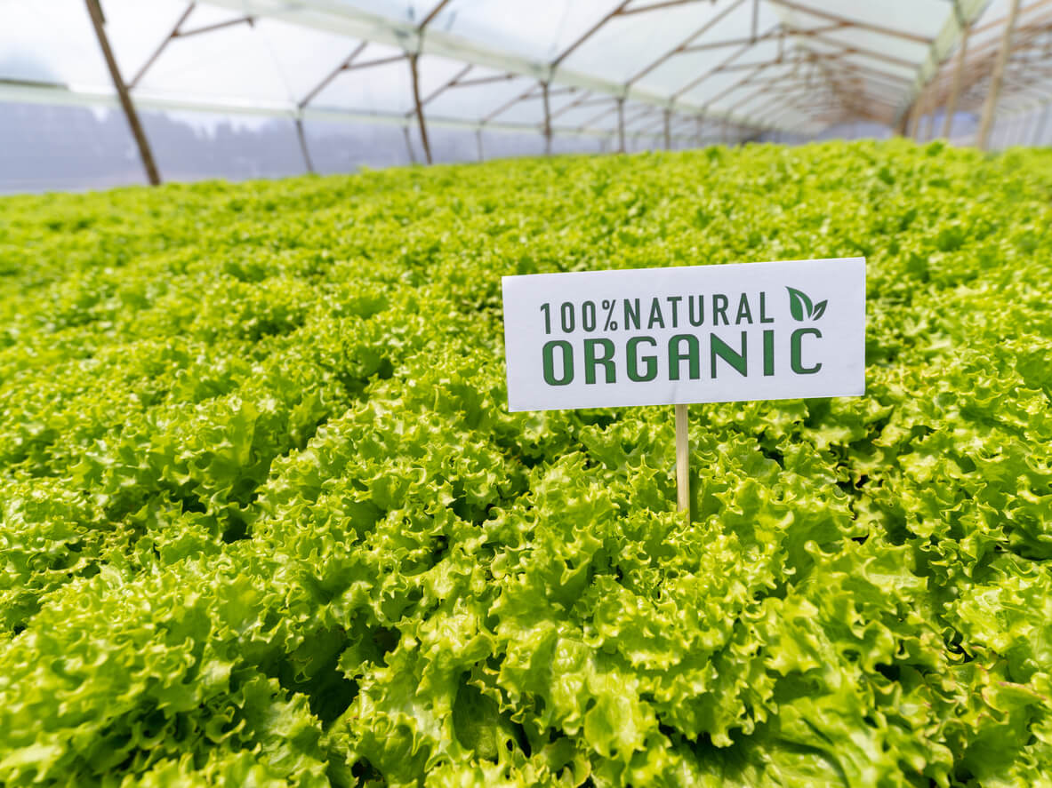 field of lettuce at an organic farm 