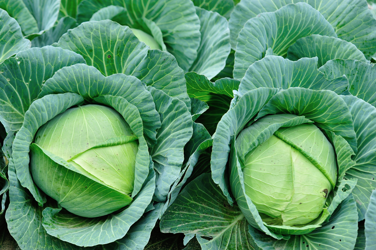 Green cabbages in growth at vegetable garden