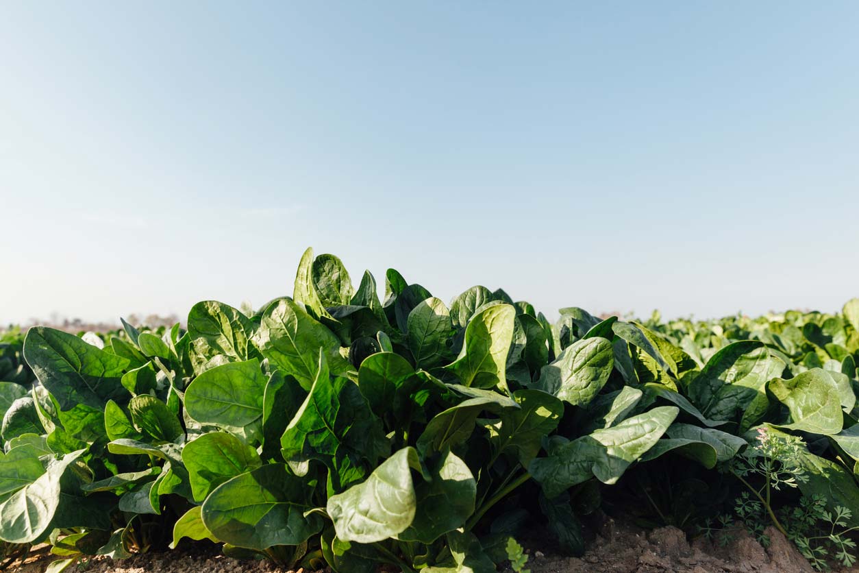 spinach growing in field