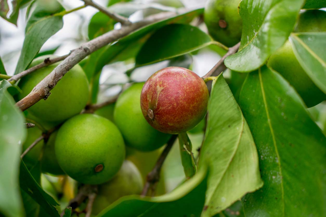 Camu camu, a clean skincare ingredient