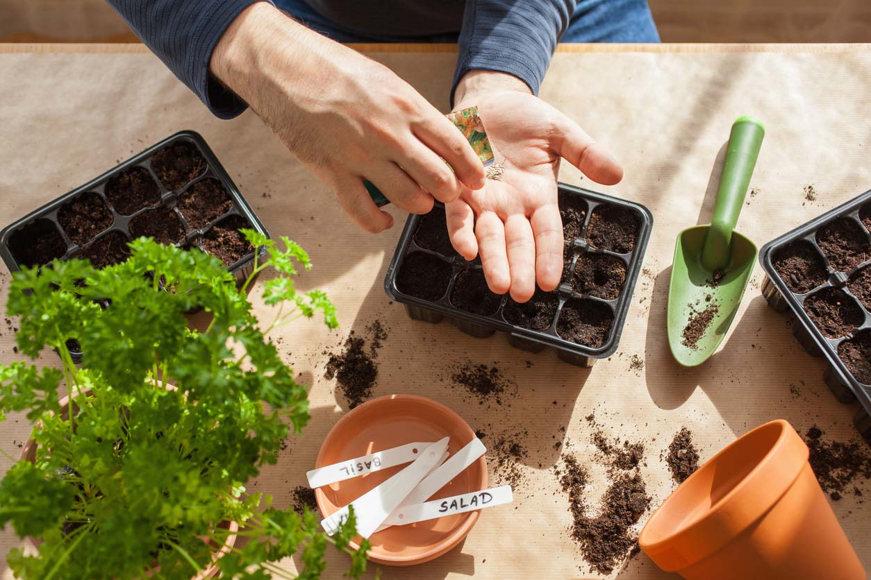 Planting seeds in seed starting trays