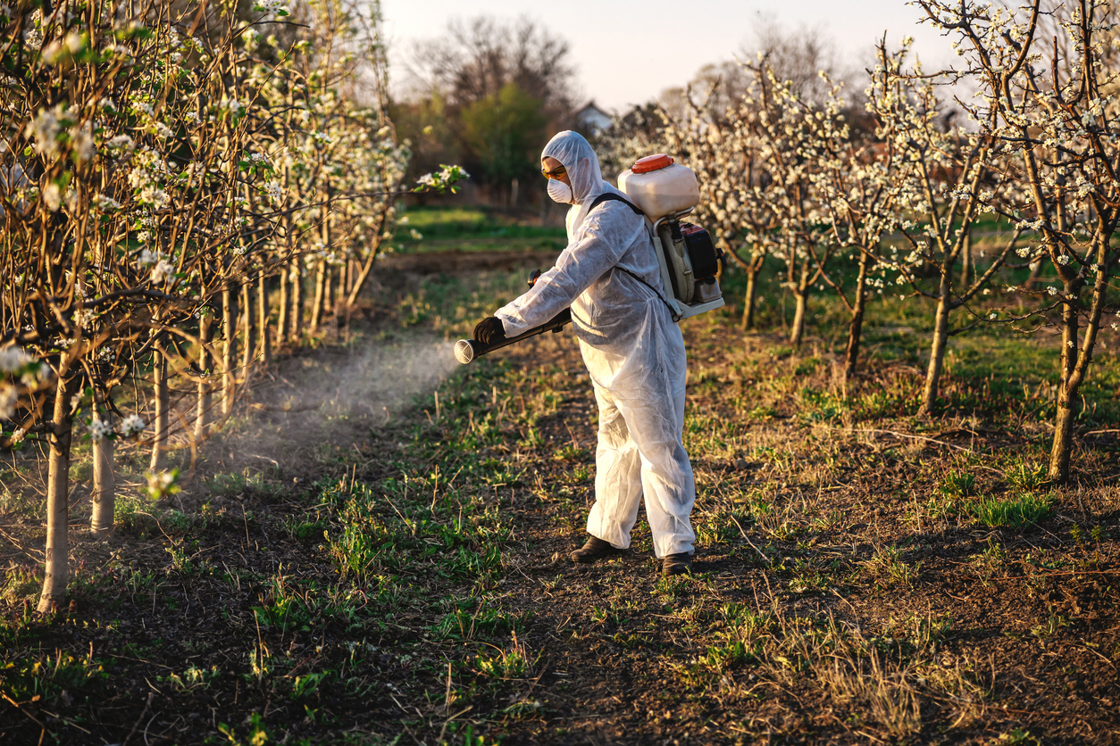 Fruit grower in protective suit and mask walking trough orchard with pollinator machine on his backs and spraying trees with pesticides.