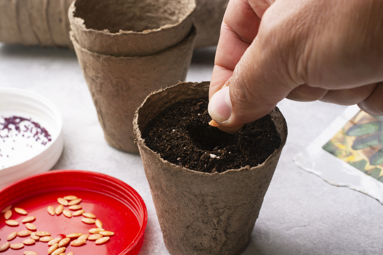 Sowing cucumber seeds in peat containers in early spring. 