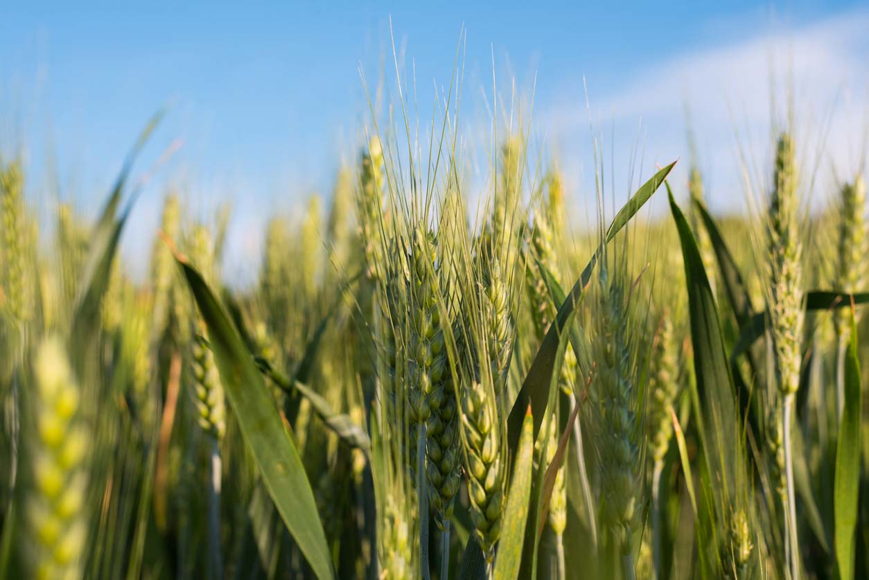 Closeup seeded green wheat