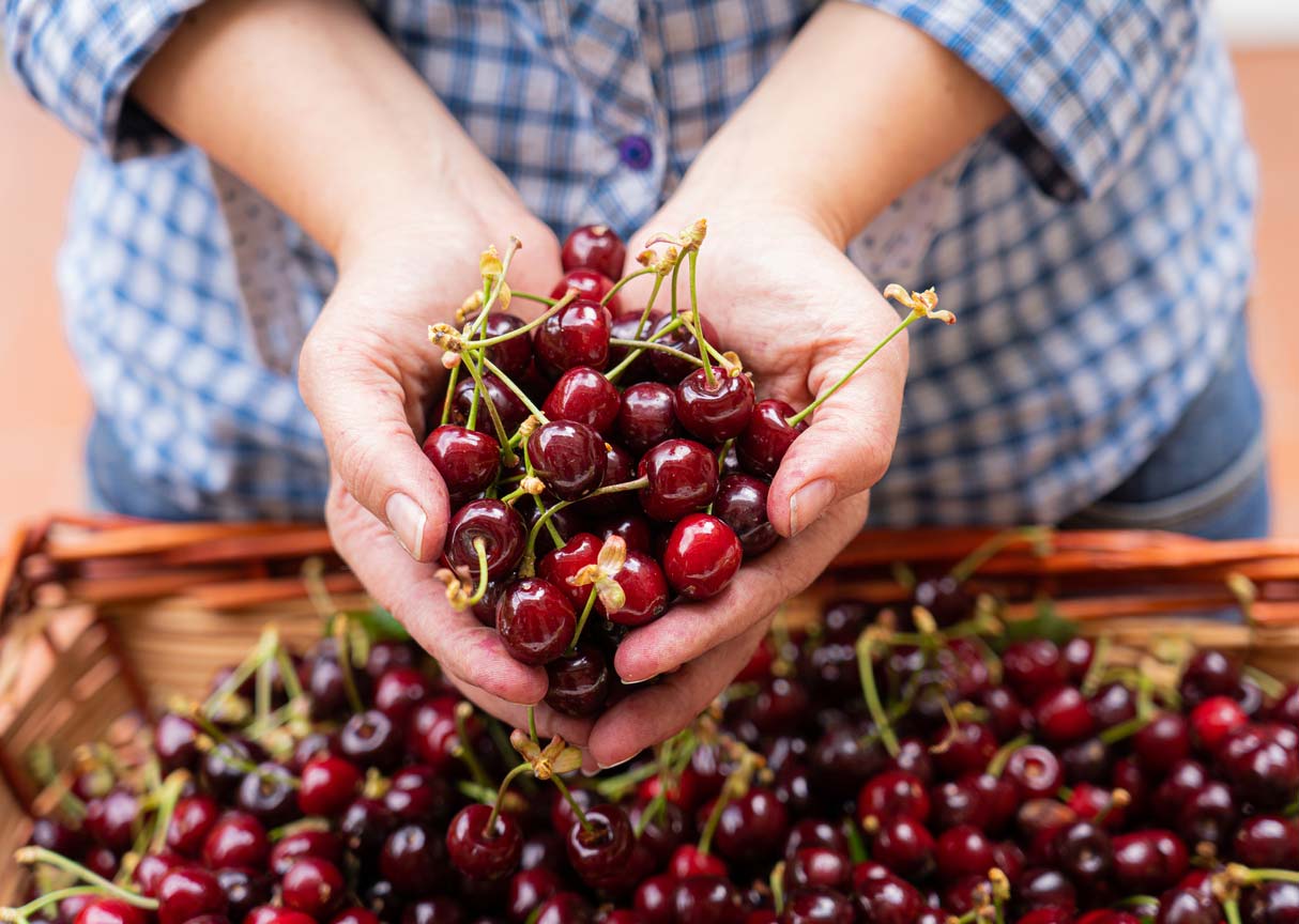 hands holding cherries