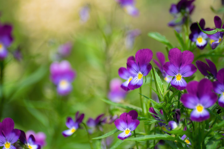 Edible Flowers: How to Find & Use Them in Recipes