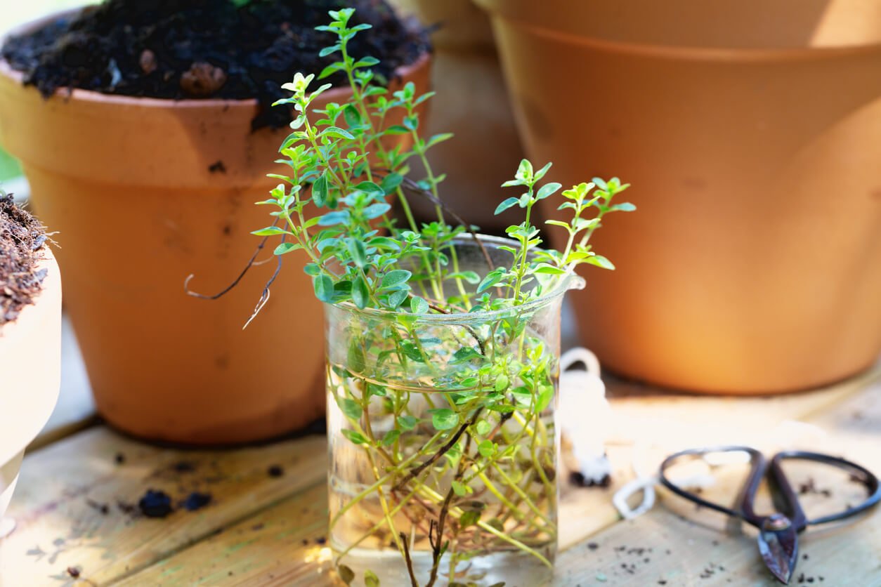 propagation of cuttings thyme in a glass developing roots