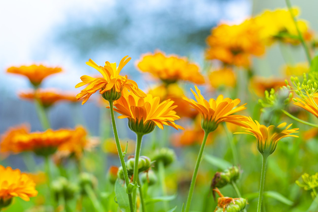 Garden orange flowers - calendula (marigold).Summer landscape with blooming flowers. Homeopathic plant, medicine herb. Blurred background