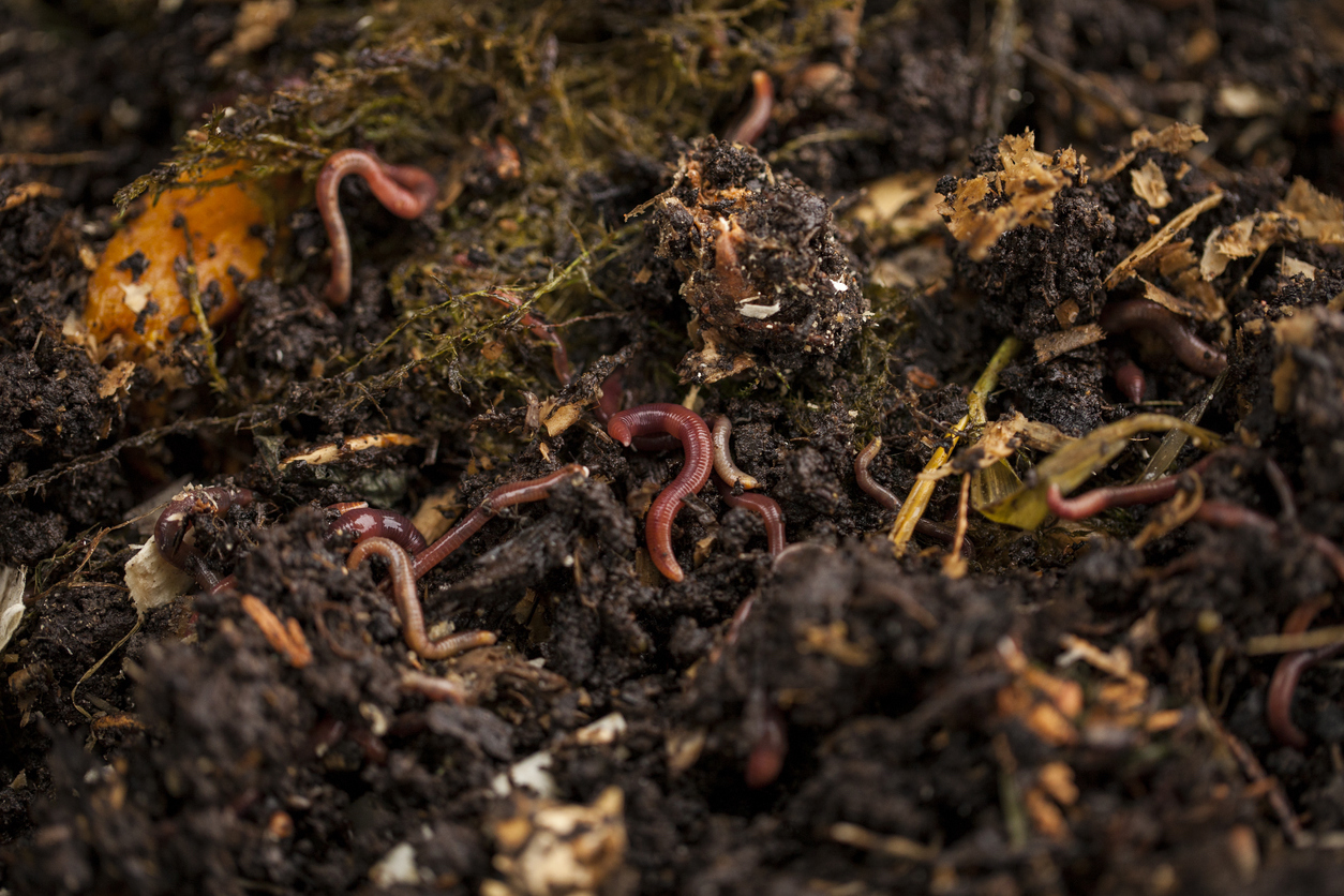 Earthworms and compost bin