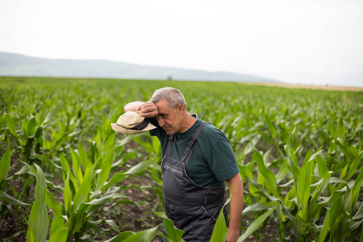 A tired mature man working in the cornfield