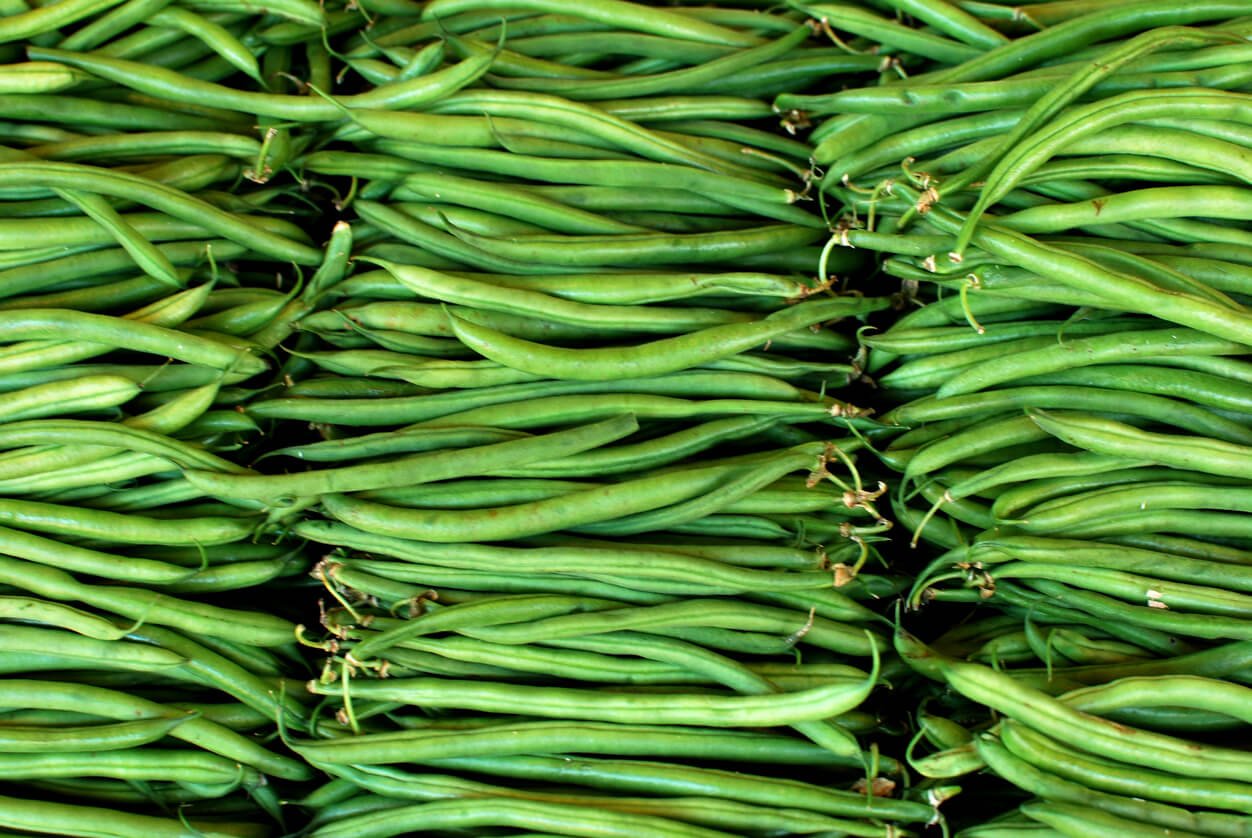 freshly picked vegetables