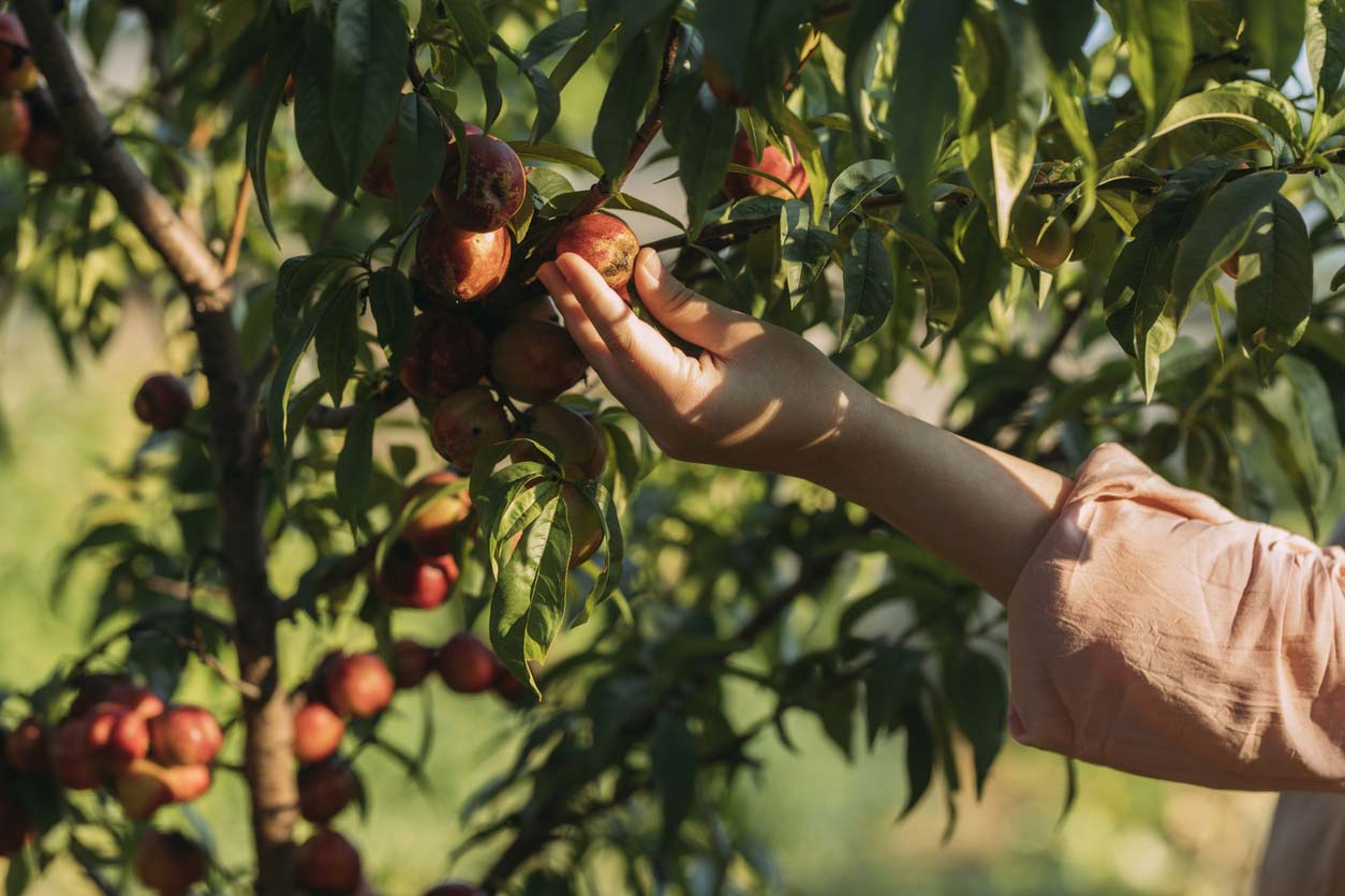 Picking fruit off a tree