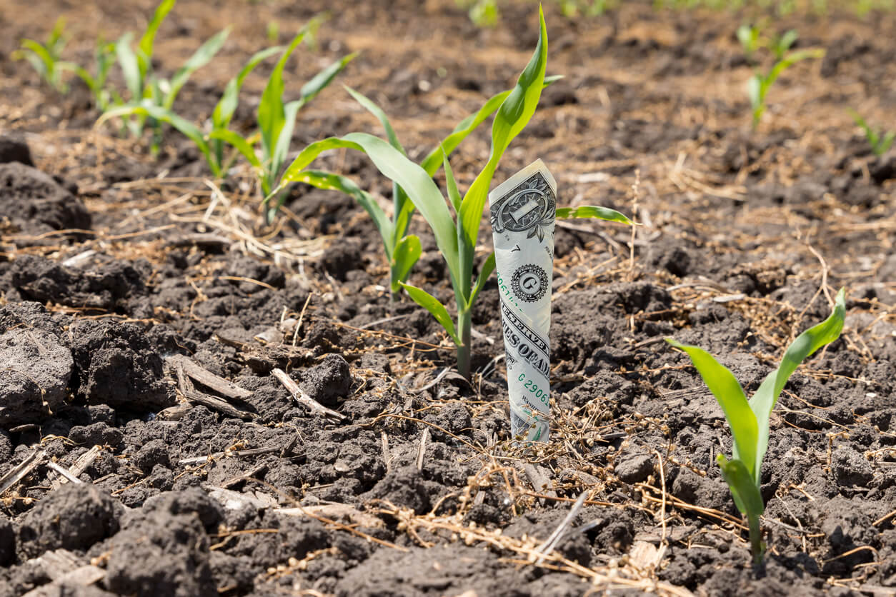 one dollar in row growing in cornfield concept of farming profit cost