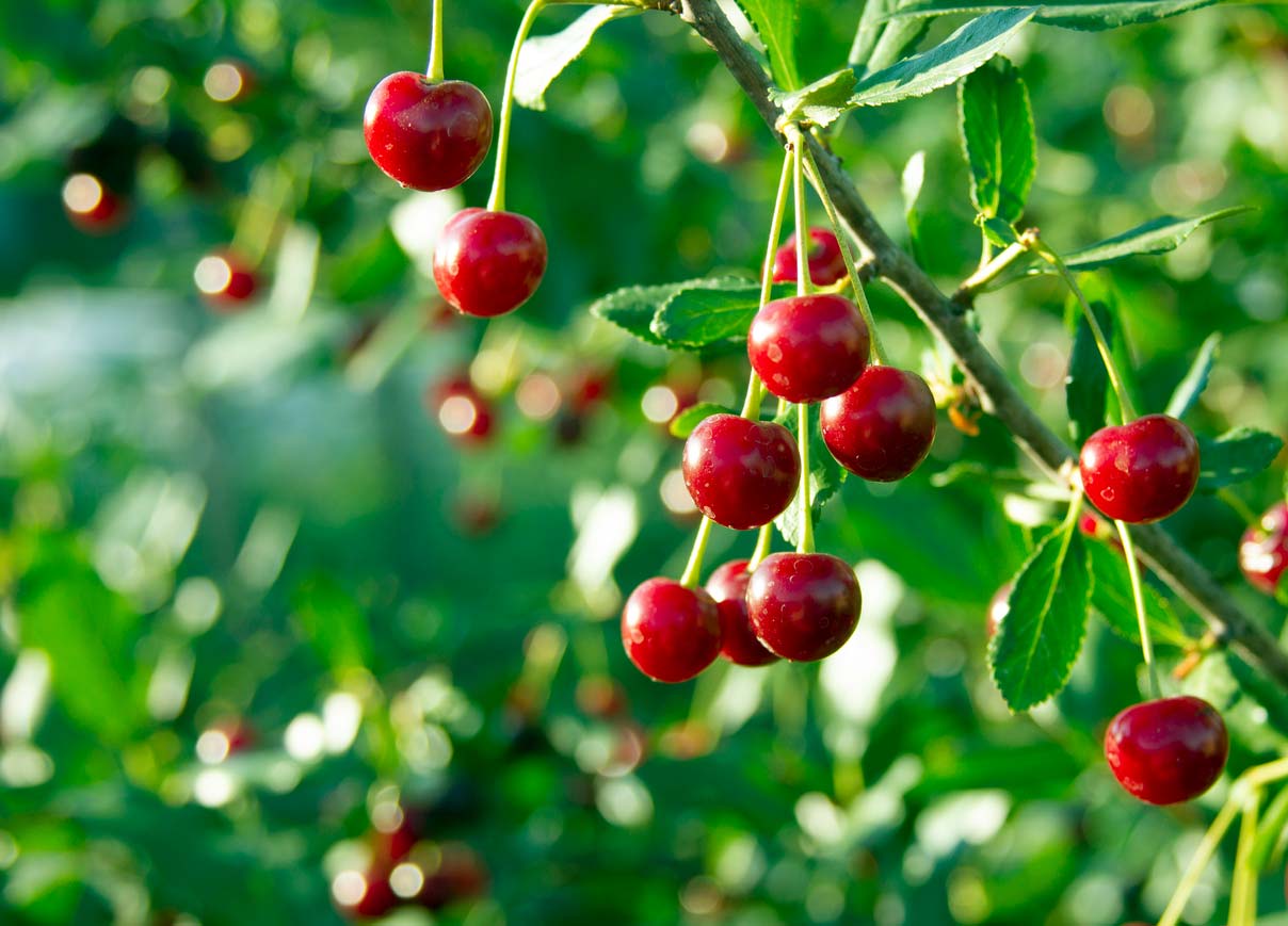 cherries on the branch ready to be harvested