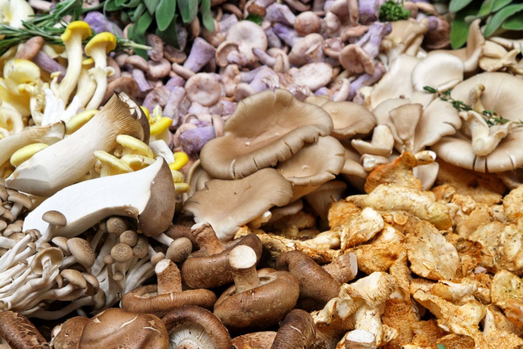 A variety of edible mushrooms