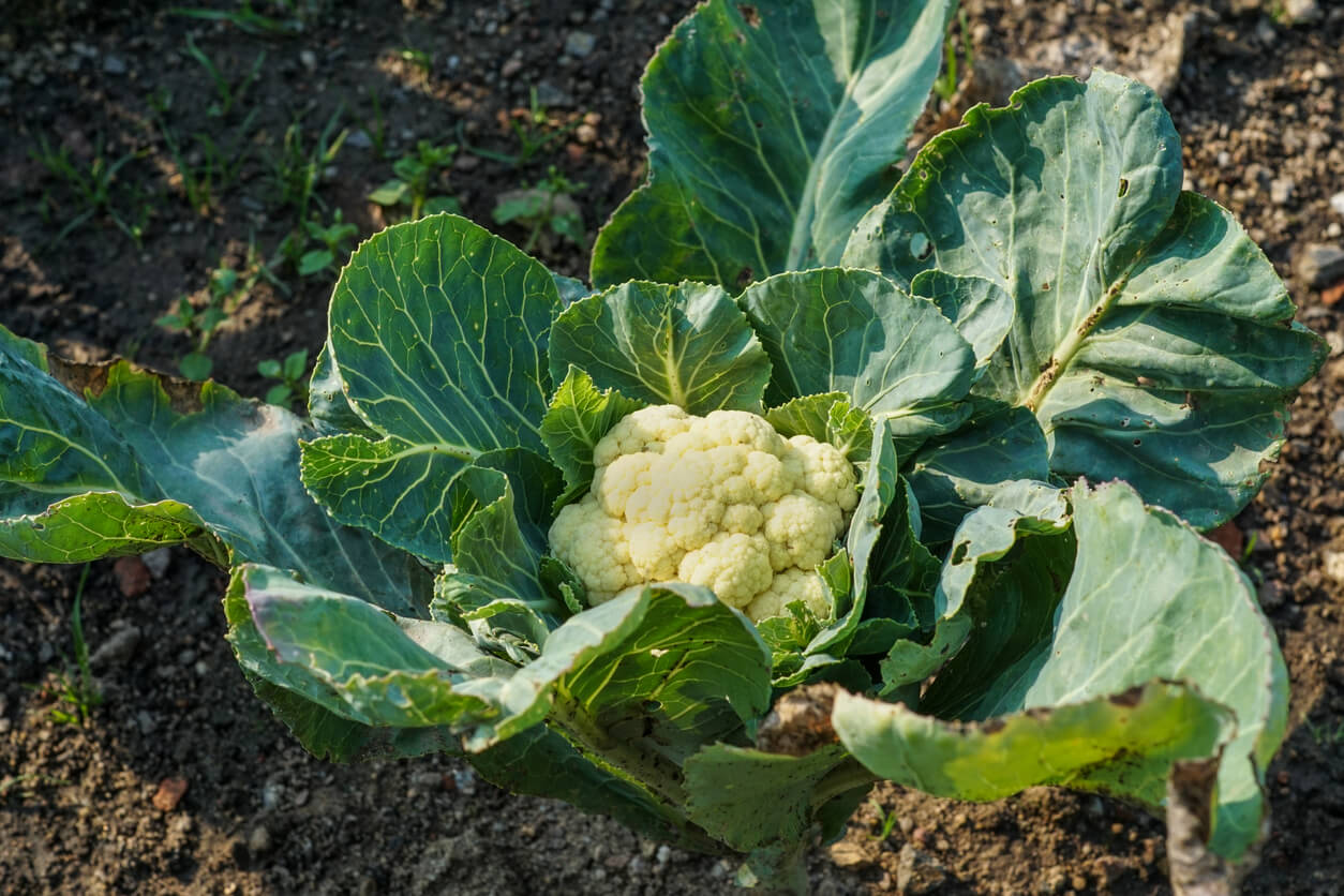 fresh cauliflower in garden patch