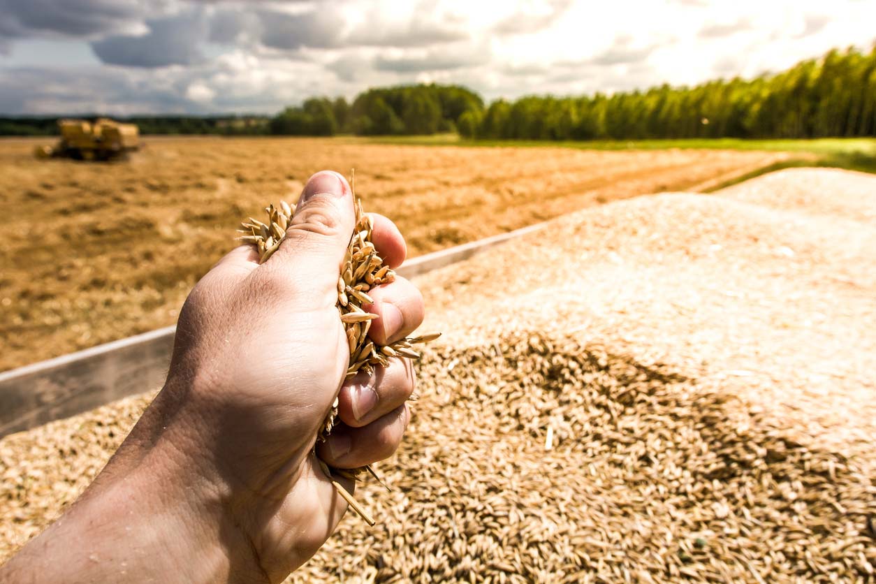 hand holding grains in field