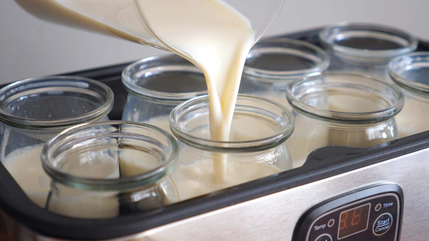 pouring soy milk into jars with bacteria culture to make yogurt