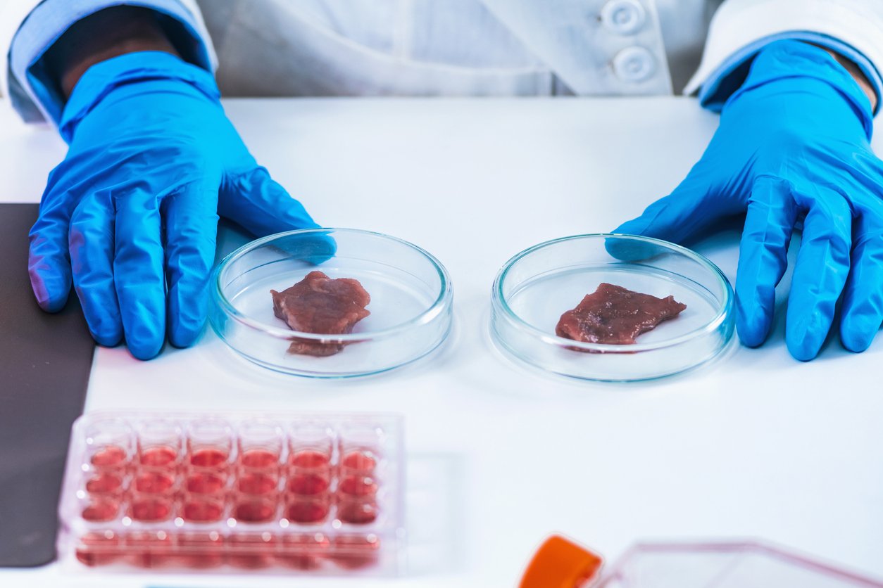 Two samples of laboratory grown meat in separate petri dishes