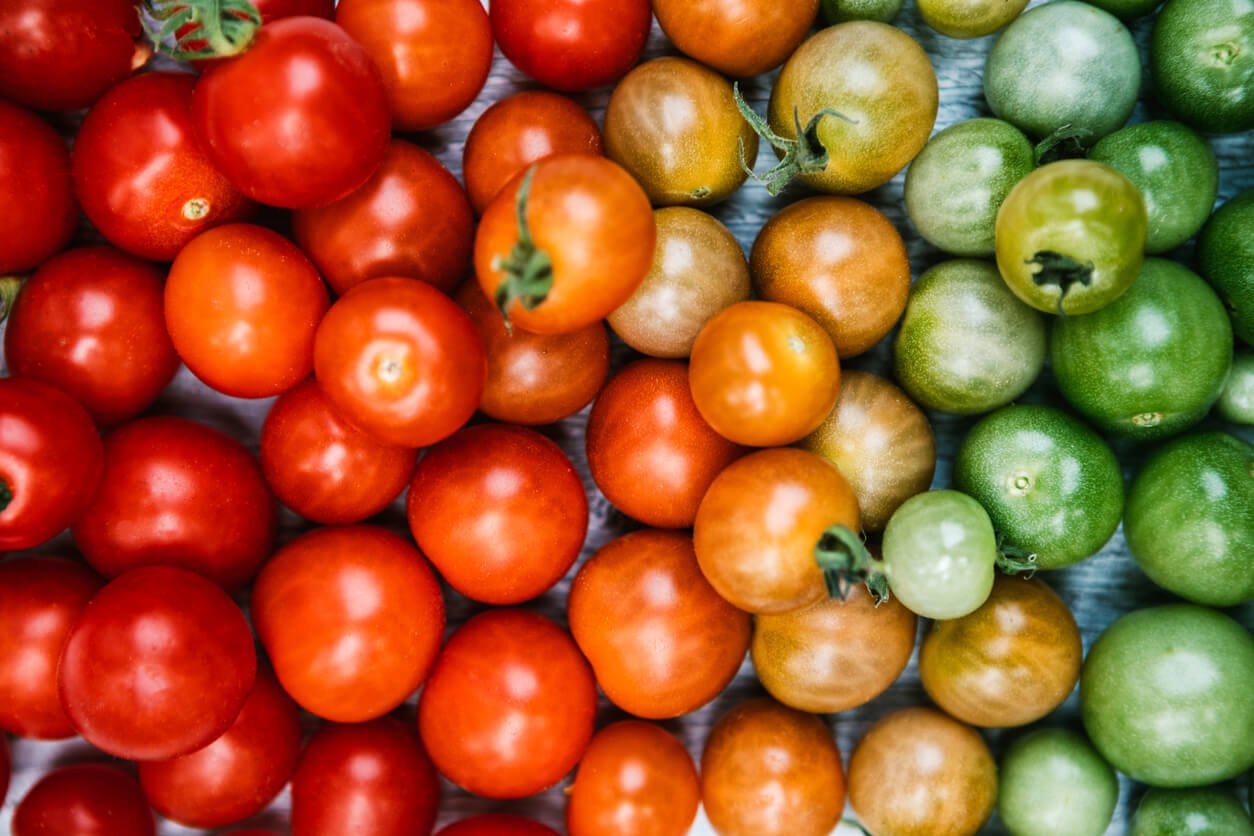 tomatoes arranged from ripe to unripe color gradient