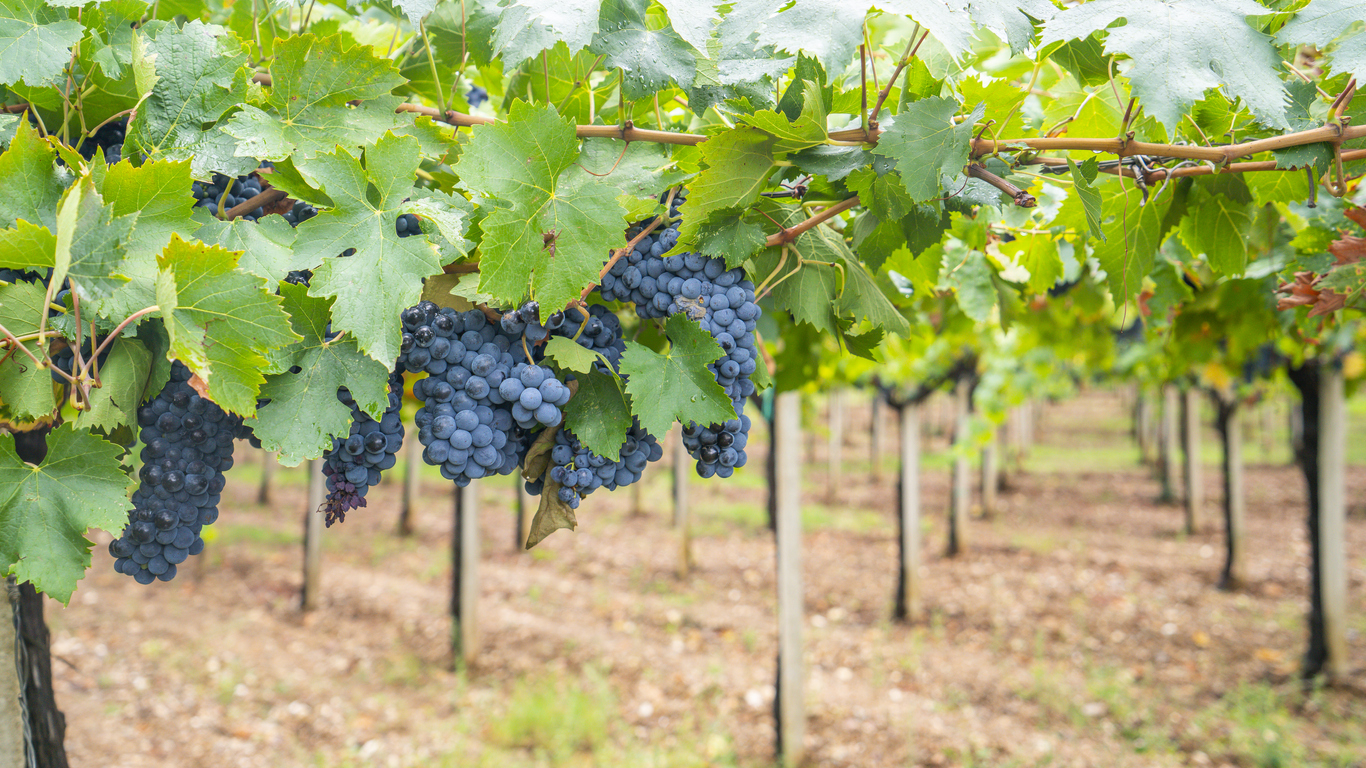 cannonau grape cluster in the vineyard, Jerzu Sardinia, Italy