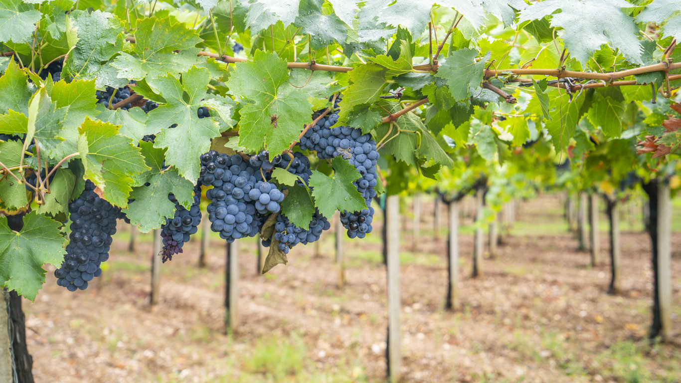 cannonau grape cluster in the vineyard, Jerzu Sardinia, Italy