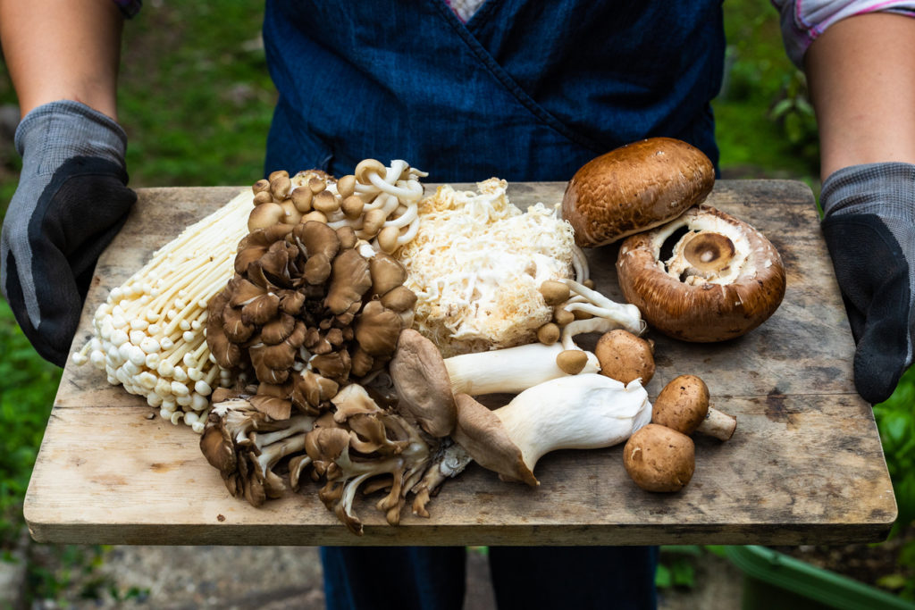 A close up of a woman holding a wood board with lots of freshly picked types of mushrooms.