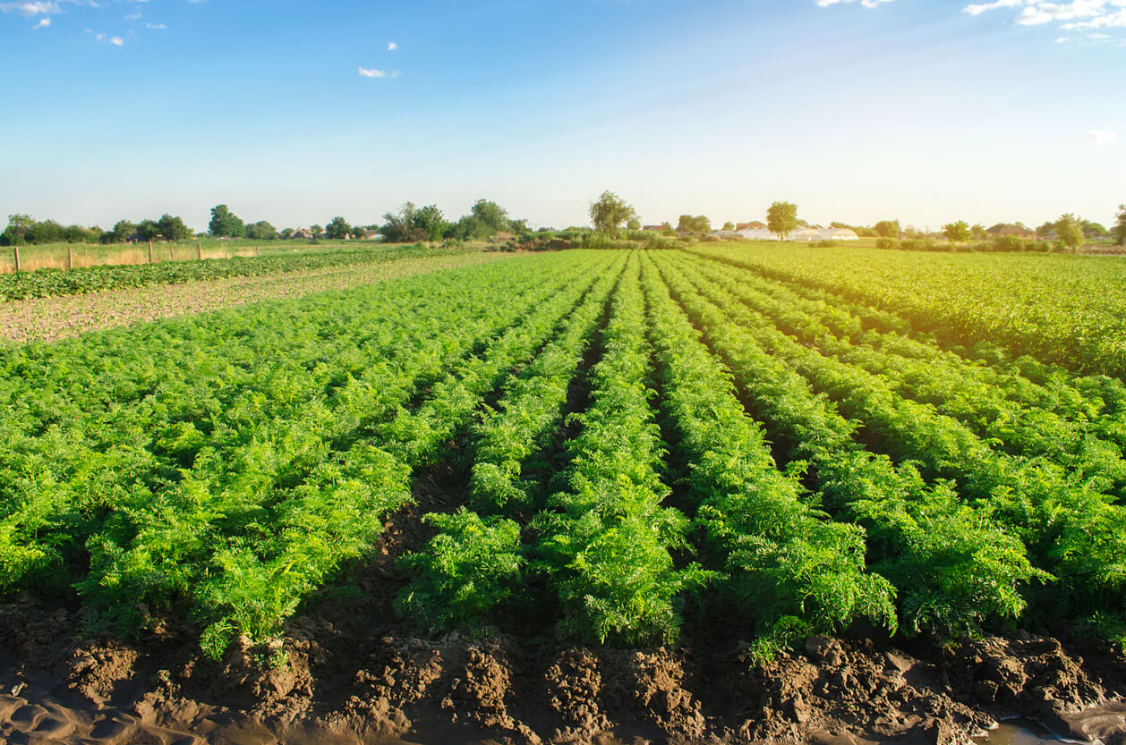 watering plantation landscape of green carrot bushes european organic farming