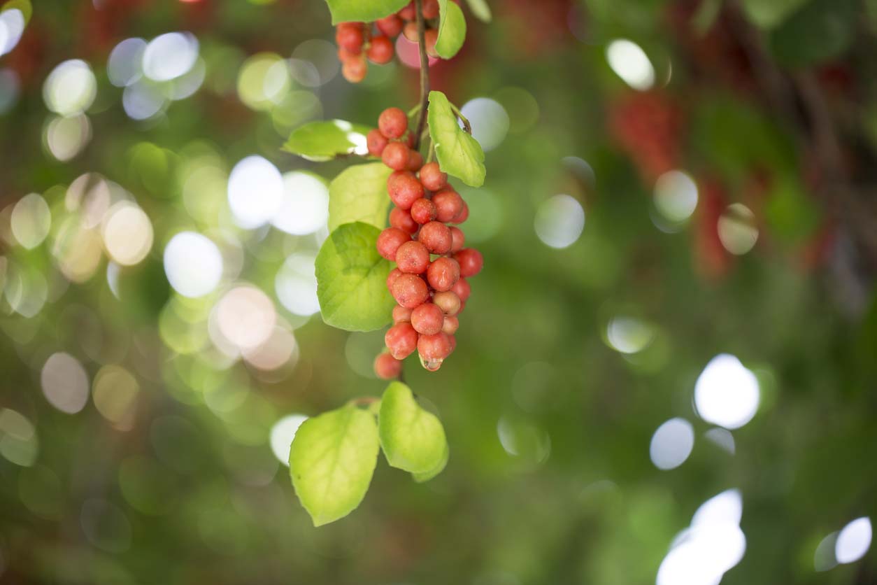 ripe fruit of magnolia vine