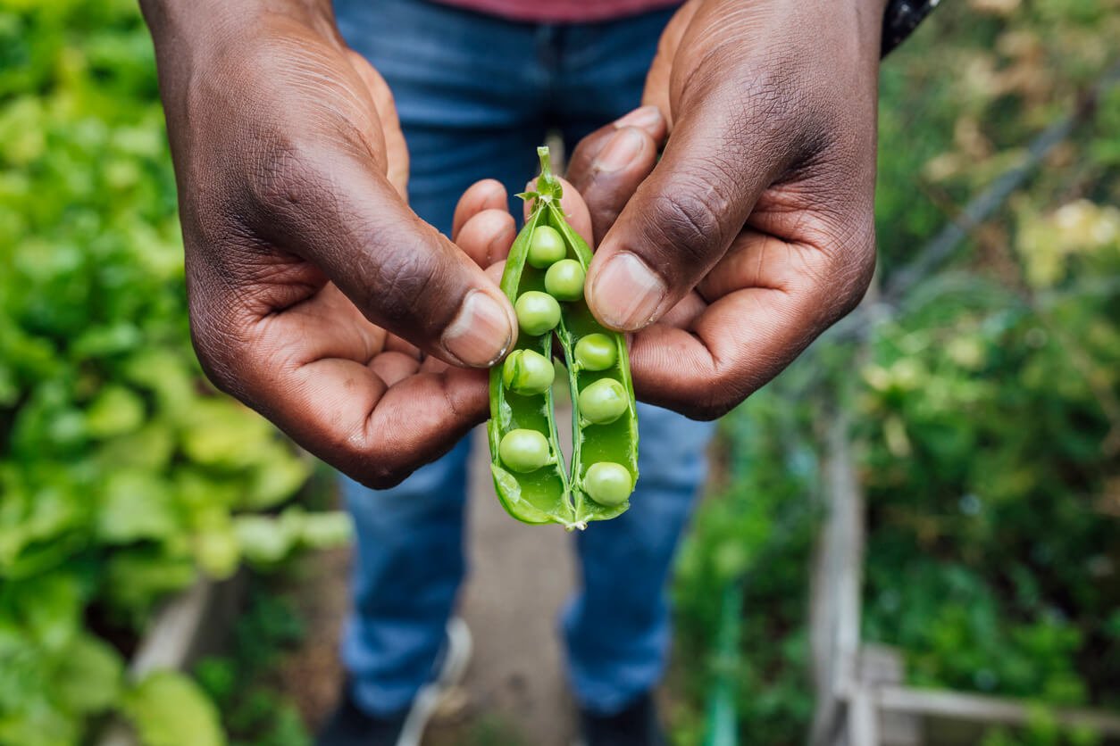 man holding an open pea pod