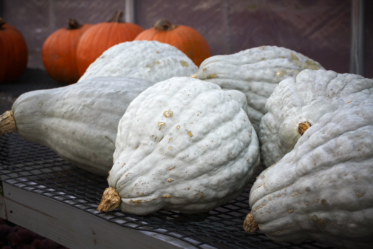 Blue hubbard squash and pumpkins sold in a farm