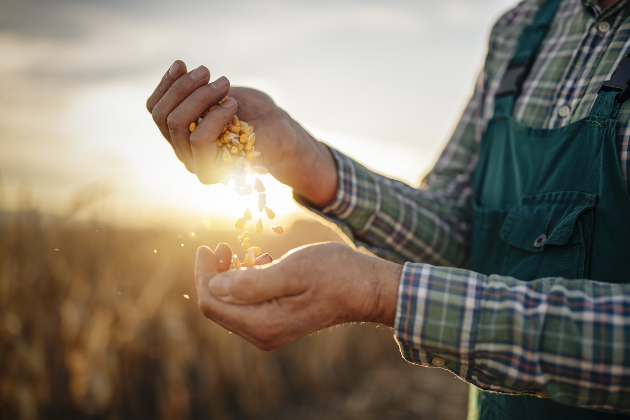 Farmer enjoying on his quality grain of corn production.