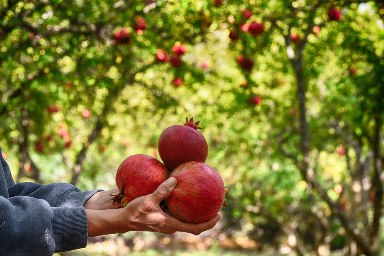 pomegranate garde