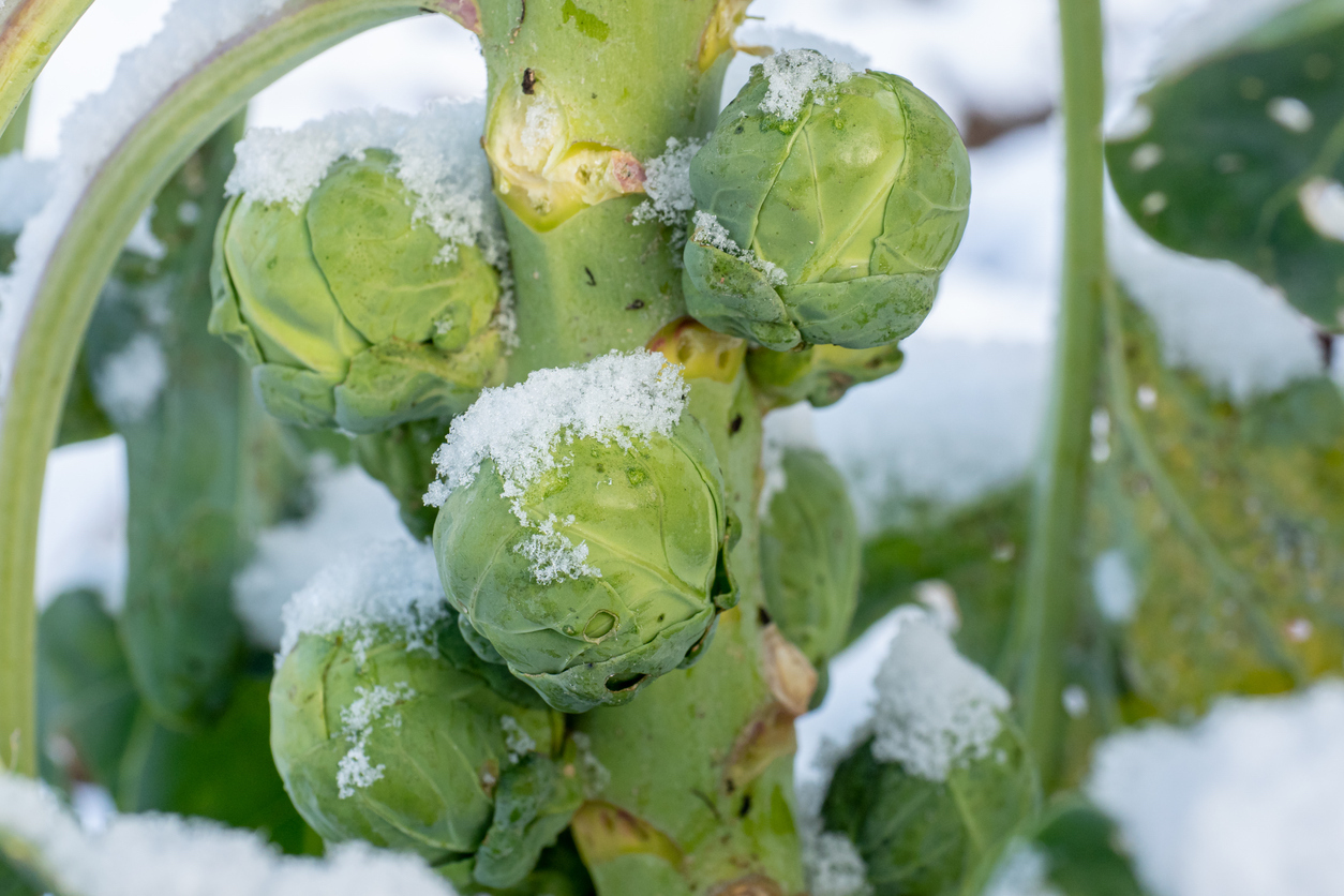 Brussels sprouts in winter on field covered snow