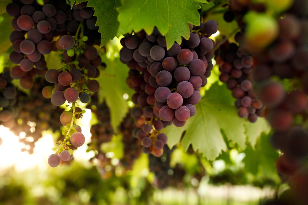 red grape close-up