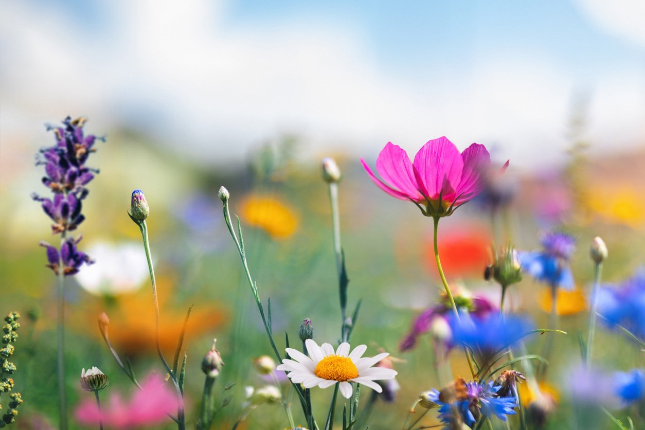 idyllic meadow