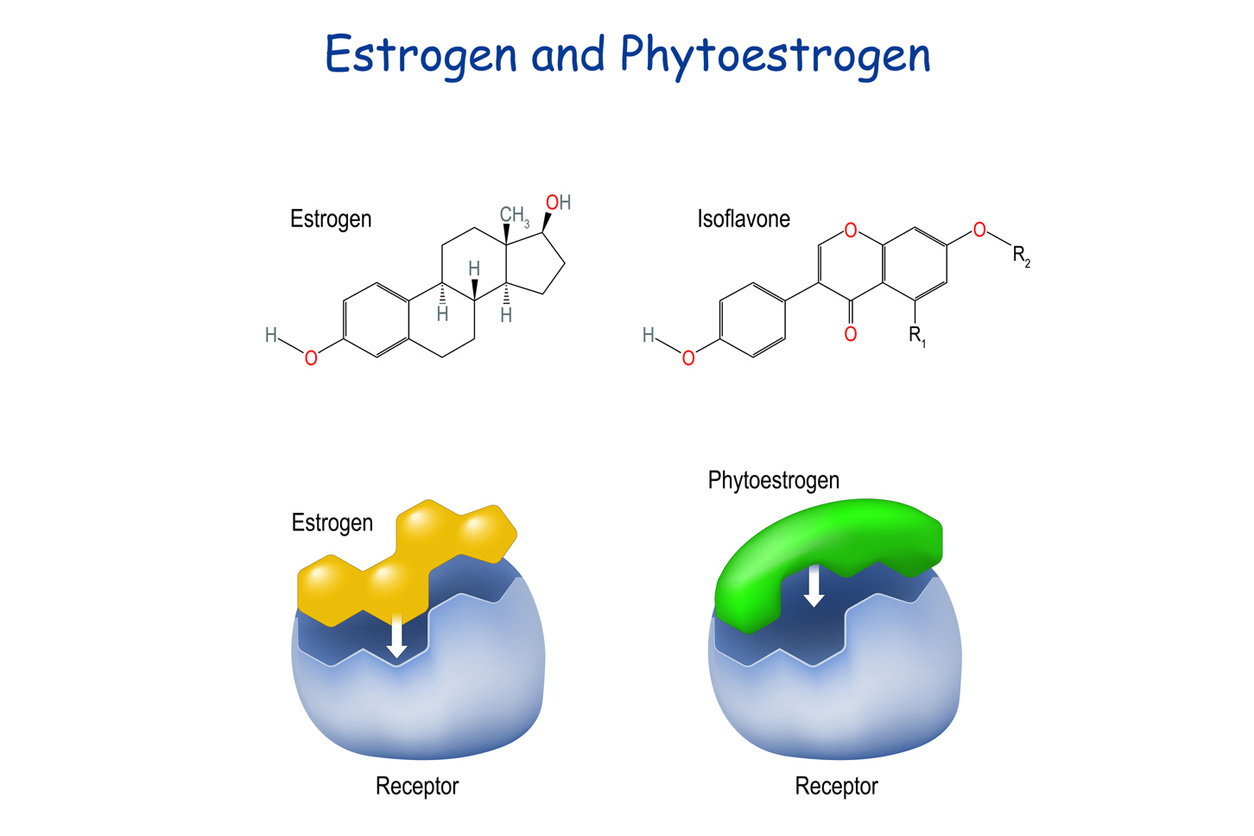 estrogen and phytoestrogen