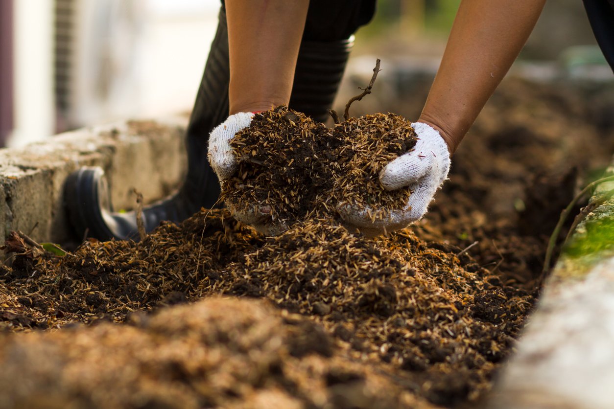 Hand of farmer hold soil mixed with compost, prepare grow vegetable at backyard garden.