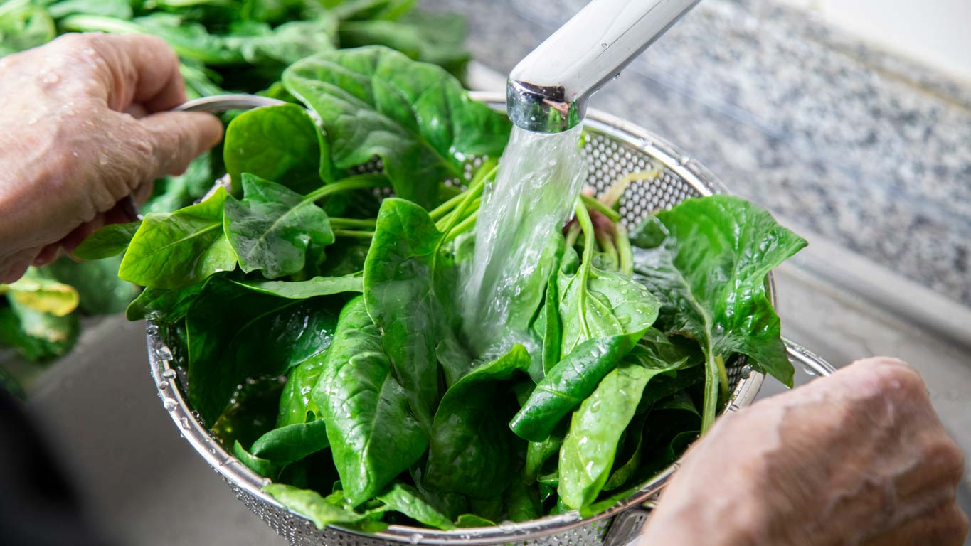 washing fresh spinach leaves in colander