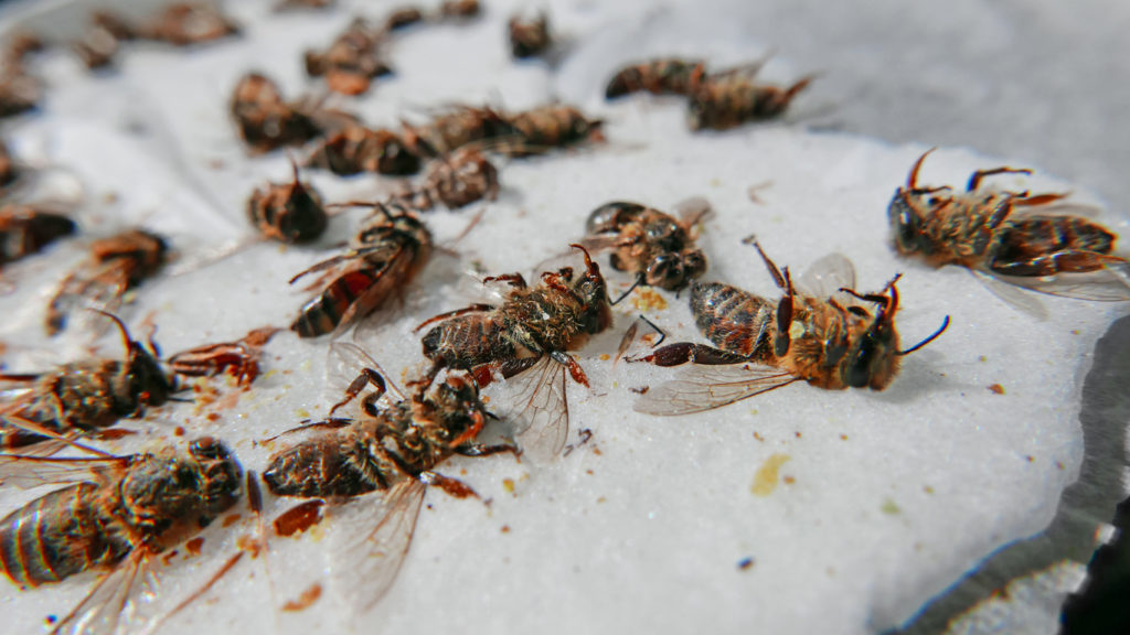 Group of bees that died from parasitic disease