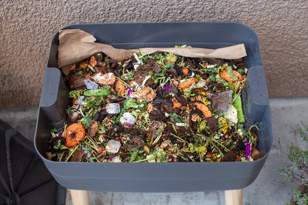 Worms in a feeding tray with fresh food and bedding material in an outdoor vermicomposter.