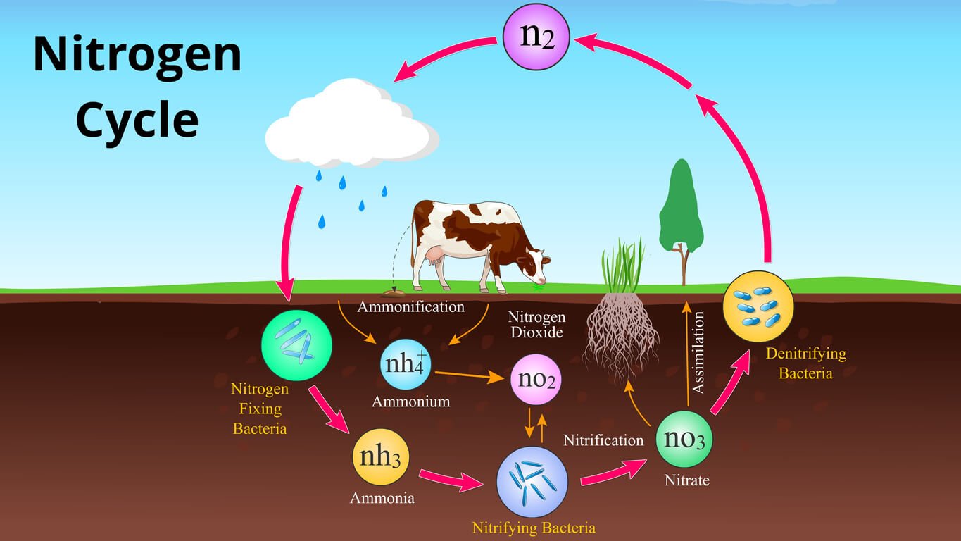 Circulation of nitrate in the body. The recycling of dietary nitrate is