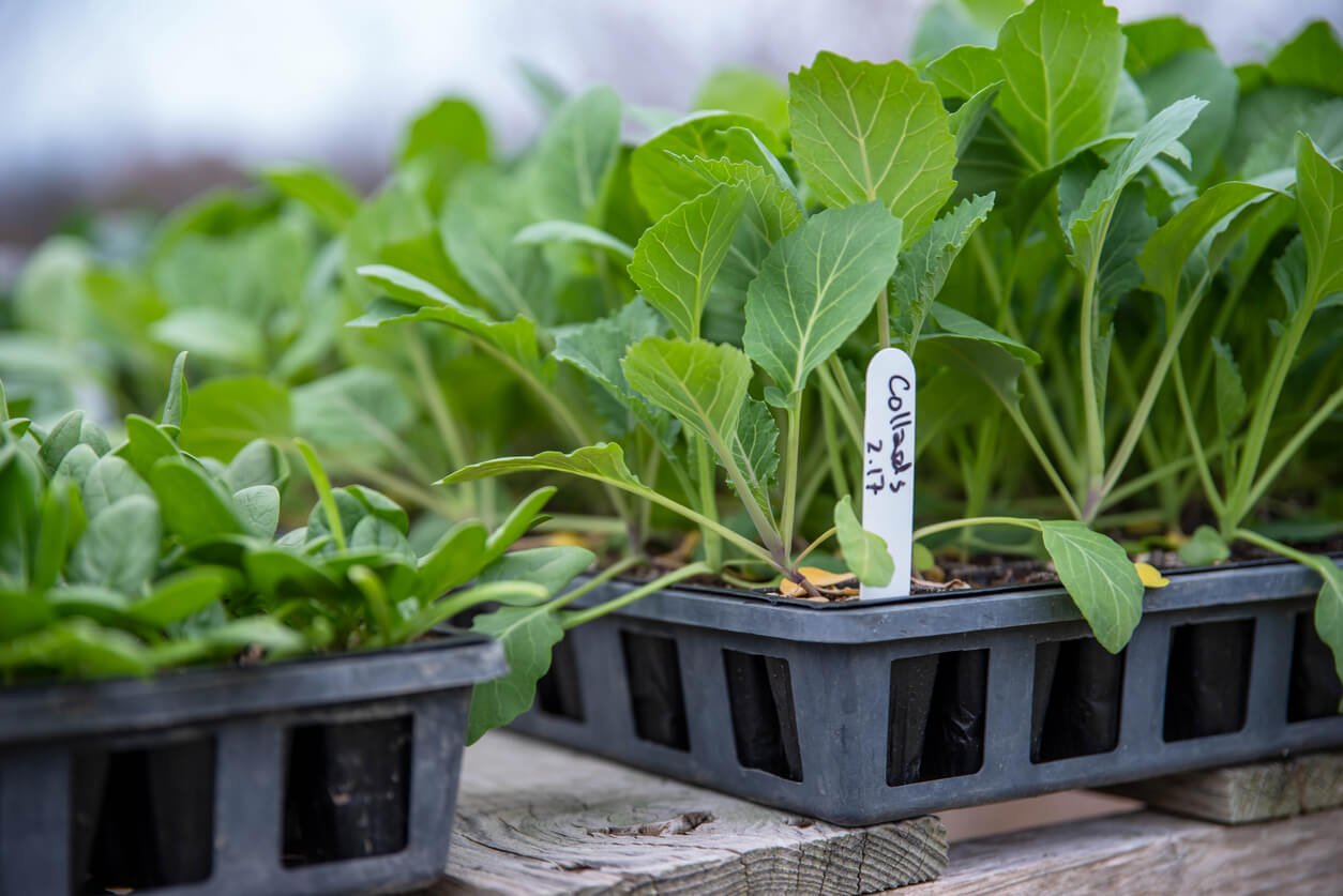 collard green seedlings in potting trays closeup with label