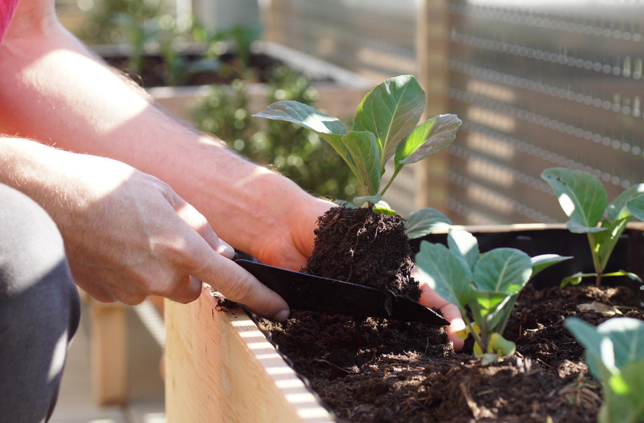 planting cabbage seedlings in a raised bed on a urban balcony garden