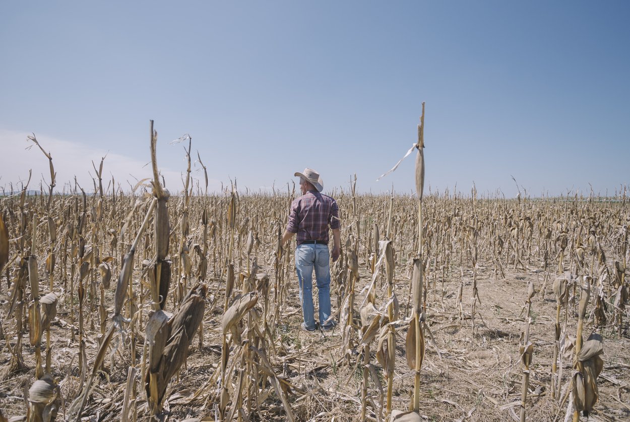 Worried farmer wearing cowboy hat at his corn agricultural field destroyed by drought and disease